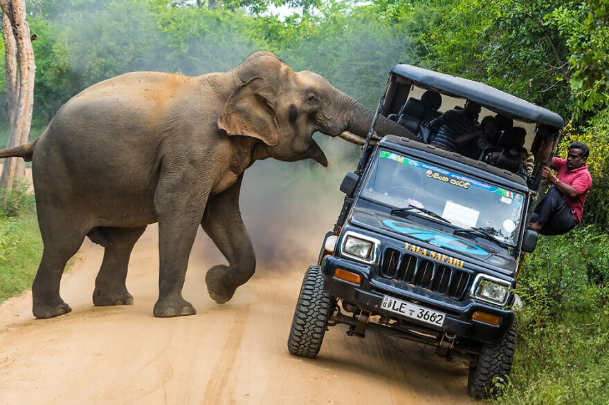 Elefante selvagem ataca jipe com turistas no Sri Lanka.