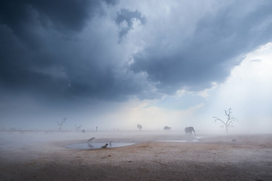Três hienas, um chacal e dois elefantes enfrentam uma tempestade de areia em um final de tarde quente e úmido no Parque Nacional de Chobe, em Botswana, enquanto o vento aumenta. 