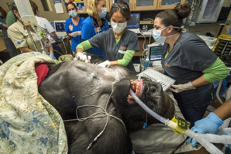 Gorila de dorso prateado submetido a um procedimento médico no zoológico de Miami.