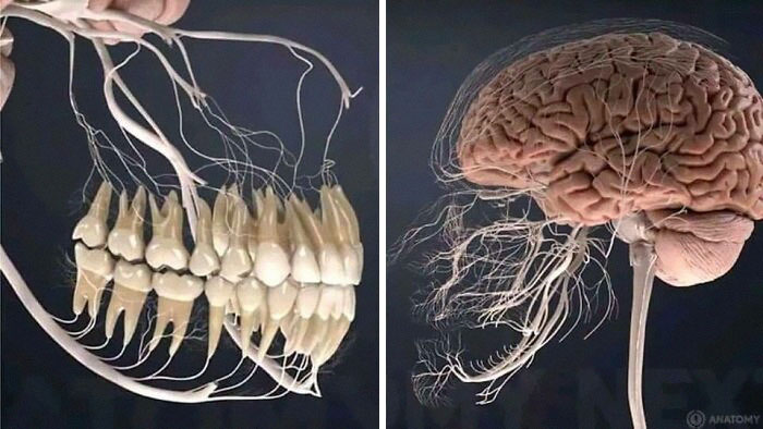 É assim que se parecem os nervos relacionados aos dentes.