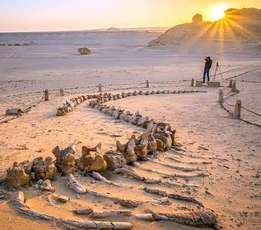 O Vale das Baleias está localizando dentro da reserva Wadi Al-Rayyan, cobrindo uma área de 1759 km em Fayoum, Egito. Eles encontraram 10 esqueletos completos de baleias que viviam naquela área há cerca de 40 milhões de anos, onde o norte da África era ocupado por um grande mar