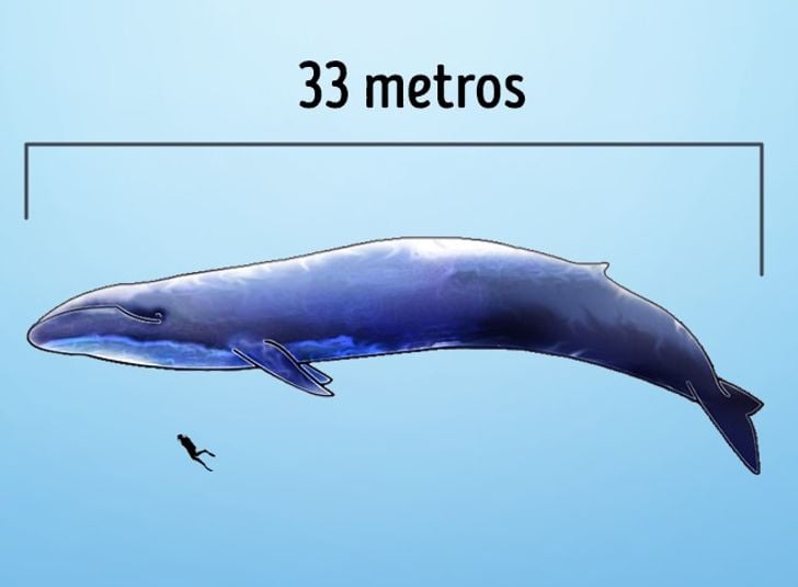 A baleia-azul é o maior animal a viver na Terra. Ela mede até 30 metros e pesa 150 toneladas. Nos anos 1960, as baleias-azuis quase foram extintas, restando apenas 5 mil indivíduos.