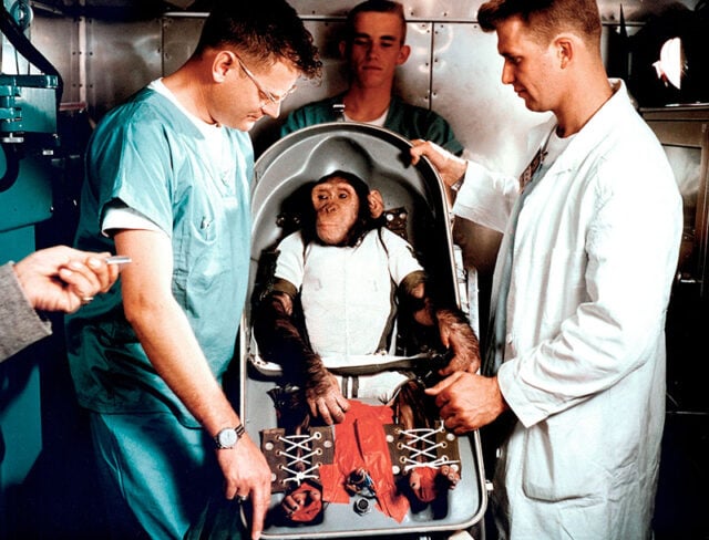 Ham, foi o primeiro chimpanzé a ser enviado para o espaço. Ele foi treinado pela NASA para operar uma cápsula no espaço (ele foi treinado puxando alavancas em troca de banana e choques elétricos como punição). Seu treinador descreveu o momento em que foi resgatado com a seguinte frase: "nunca vi tanto terror no rosto de um chimpanzé".