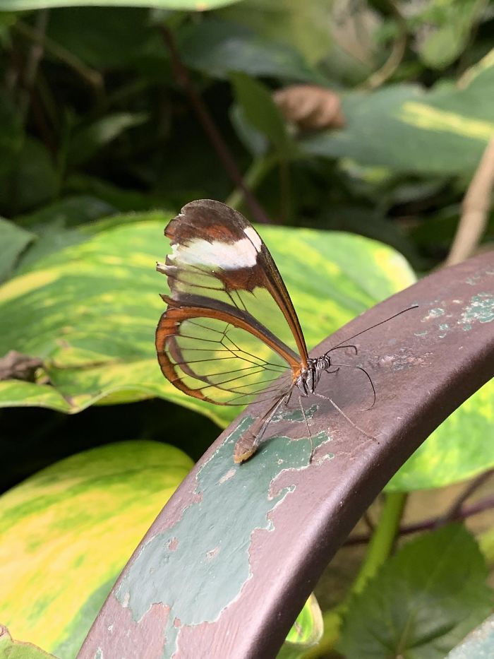 Uma borboleta com asas transparentes.