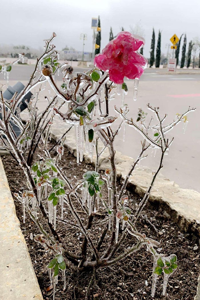 Flor congelada em Austin, Texas, durante tempestade de inverno 