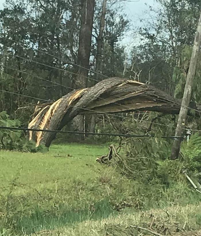 Esta árvore foi torcida pelo furacão Laura
