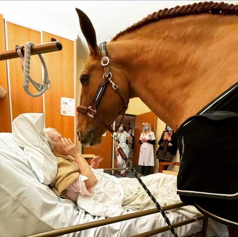 Na França, Peyo, um lindo garanhão de 15 anos, costuma confortar e acalmar pacientes terminais no Hospital Techer, em Calais. O cavalo sempre escolhe qual paciente quer visitar, chutando o casco na porta.