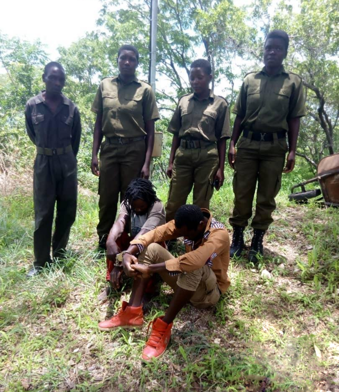 Caçadores ilegais pegos em flagrante por uma unidade feminina de guardas florestais no Zimbábue.