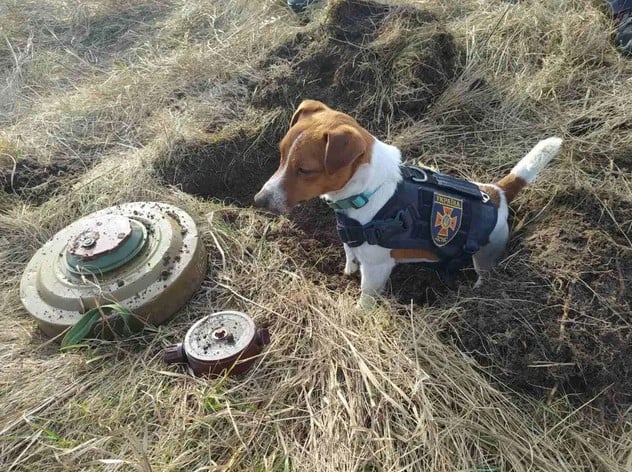 Patron, esse Jack Russell Terrier, de dois anos, é responsável por farejar explosivos enterrados em área de Chernihiv, município ao norte da Ucrânia - 15 de março de 2022.