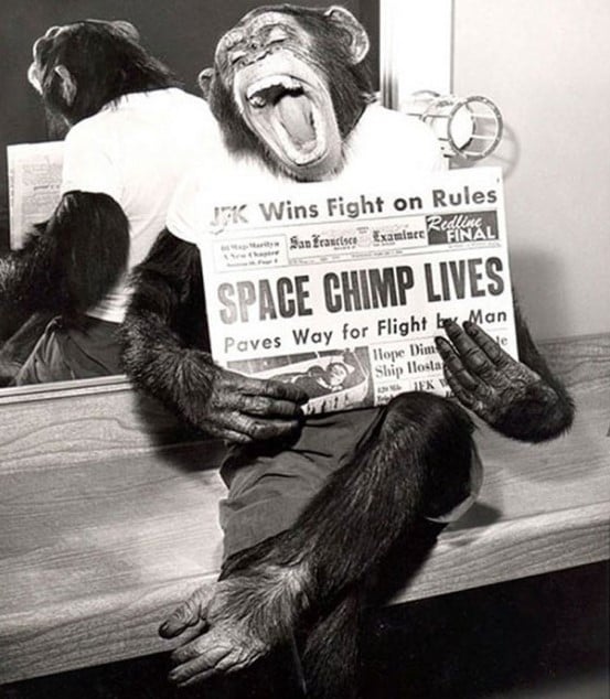 Primeiro chimpanzé a ir ao espaço com sucesso, posando após uma missão bem-sucedida, 1961.