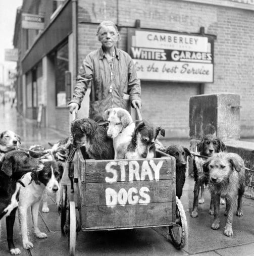 Camberley Kate, também conhecida como Kate Ward, e seus cães de rua na Inglaterra. Ela nunca abandonou um cão de rua, cuidado de mais de 600 animais em sua vida - 1962.
