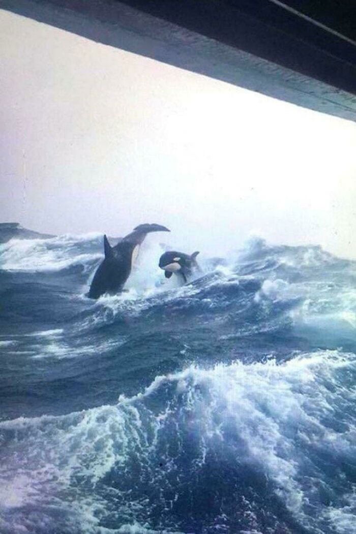 Orcas brincando nas ondas