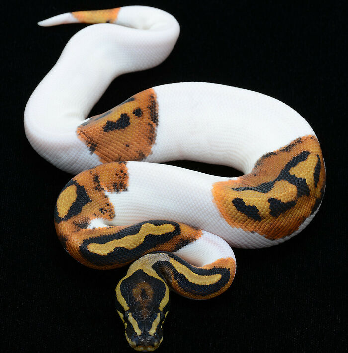 Python com mutação