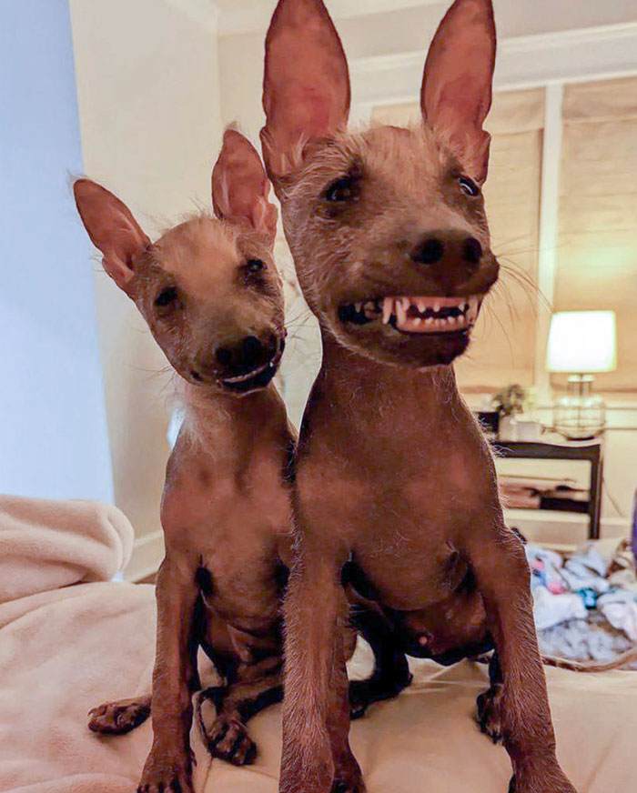 Dois felizes cães que têm uma condição genética rara