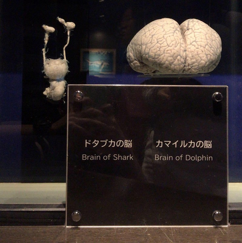 Cérebro de um tubarão em comparação com o cérebro de um golfinho