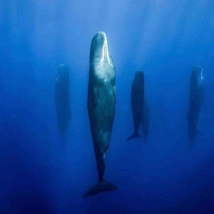 Quando as baleias cachalotes precisam de uma soneca, elas respiram fundo, mergulham cerca de 45 pés e se organizam em padrões verticais nivelados. Elas dormem tranquilas e paradas por aproximadamente duas horas.