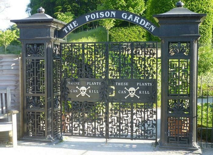 Jardim do Veneno (Garden Alnwick) contém cerca de 100 plantas que podem realmente matar uma pessoa.