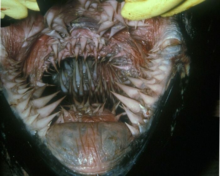 Esta é a aparência da boca de uma tartaruga-de-couro.