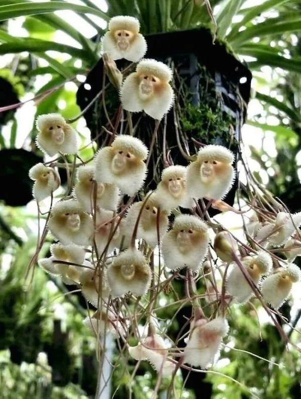 Estas flores parecem uma árvore cheia de macacos