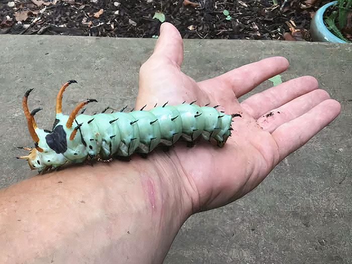 Demônio Chifrudo - maior lagarta do mundo. Se transforma em uma traça regal e pode crescer 15 centímetros e é completamente inofensiva, exceto visualmente aterrorizante