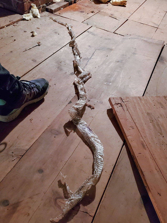 Homem entrou no sótão procurando por vazamento de água e encontrou a pele de uma cobra