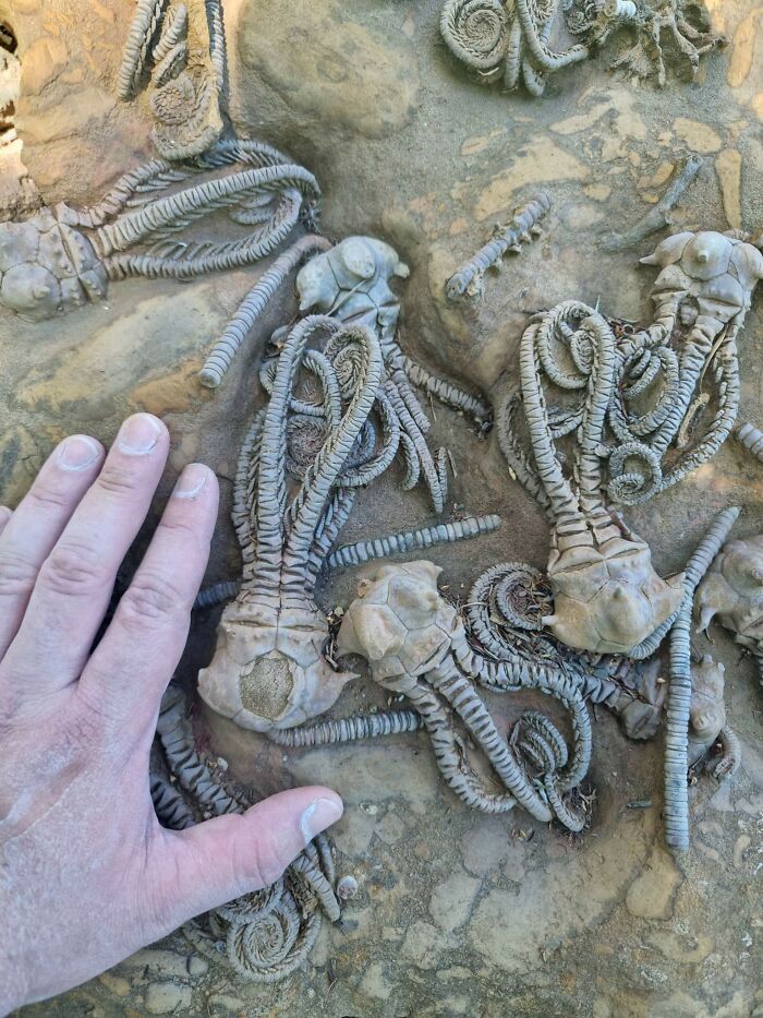 Aglomerado de criaturas fossilizadas que parece que vieram de outro planeta