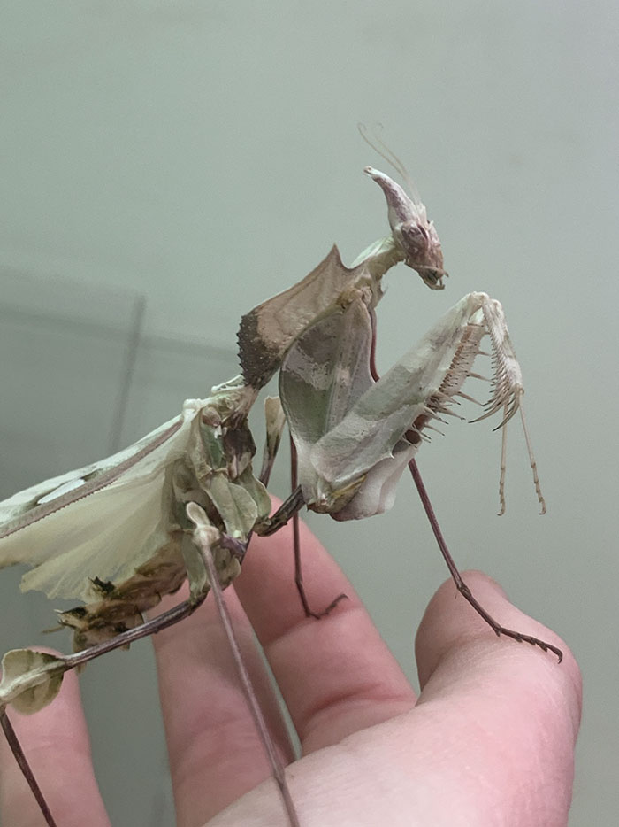 Mantis Flor do Diabo Gigante