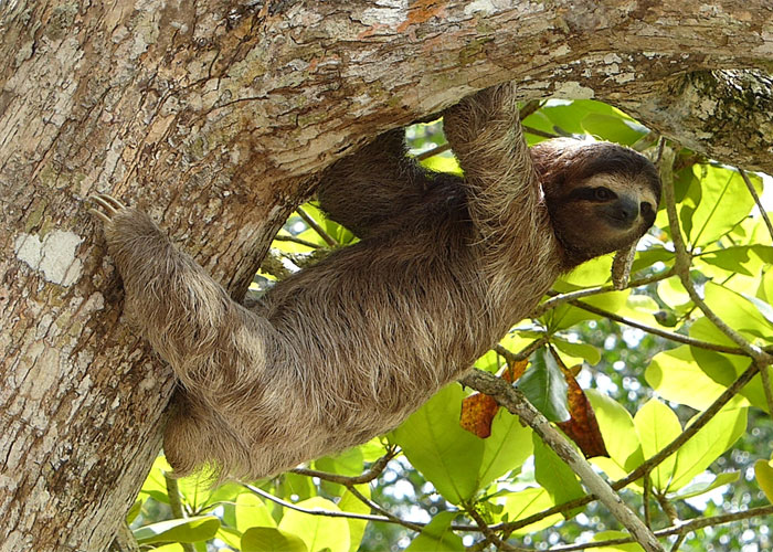 As preguiças são literalmente muito preguiçosas para procurar um companheiro, então uma preguiça fêmea geralmente se senta em uma árvore e grita até que um macho a ouça e decida acasalar com ela.