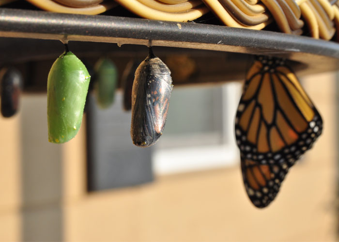 Quando as lagartas entram na fase de crisálida, elas não apenas criam asas, como todo seu corpo primeiro se transforma em uma substância líquida e pastosa que depois se transforma na borboleta.