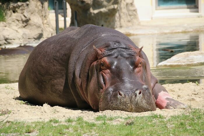 O suor dos hipopótamos é vermelho.