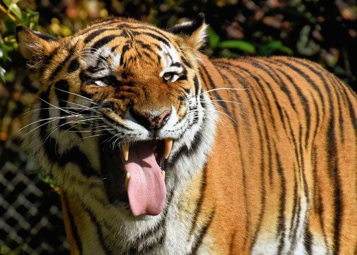 As espinhas na língua de um tigre são afiadas o suficiente para lamber a pele dos músculos.
