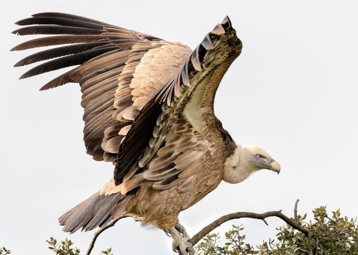 Os abutres urinam nas pernas e pés para se refrescar em dias quentes, um processo chamado uroidrose. Sua urina tamém ajuda a matar qualquer bactéria ou parasita que eles pegaram ao caminhar por carniças ou empoleirar-se em animais mortos.