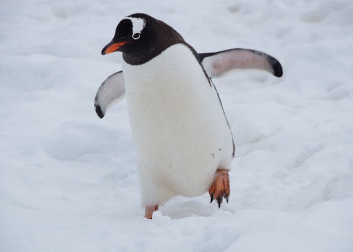 Os pinguins têm uma glândula acima do olho que converte água salgada em água doce.