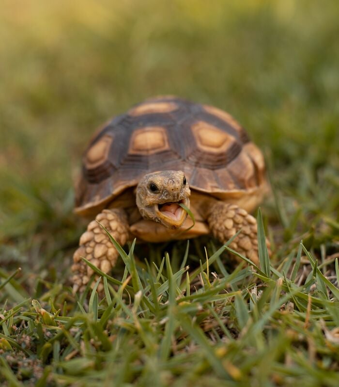Tartarugas podem respirar pelo rabo.