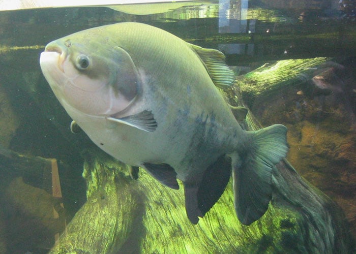 O peixe pacu tem dentes que se parecem exatamente com os dos humanos. Eles evoluíram para mastigar nozes que caíam na água.