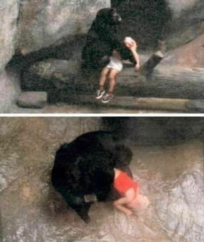 Em 1996, Binti Jua, uma gorila de 8 anos da planície ocidental, cuidou de um menino de 3 anos que havia caído em seu recinto no zoológico de Brookfield, em Ilinois.