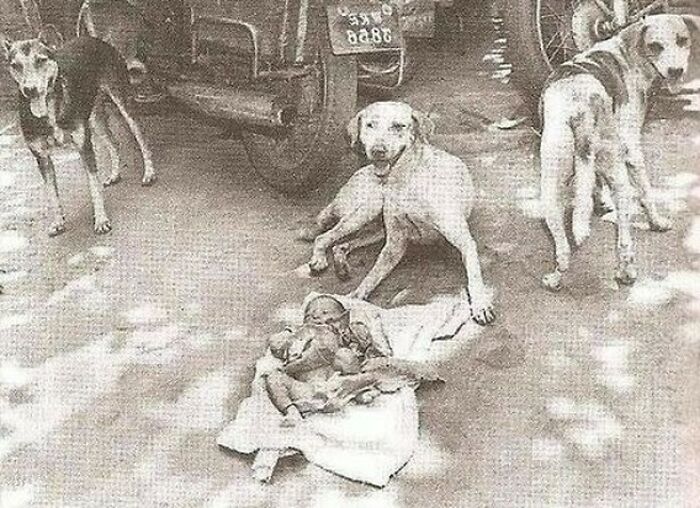 Em 1996, uma menina recém-nascida foi deixada numa lata de lixo da cidade de Calcutá, na Índia. Três cães de rua amigáveis a descobriram e a protegeram por quase 2 dias. Até mesmo tentaram alimentar a criança antes que as autoridades fossem contatadas e o bebê resgatado.