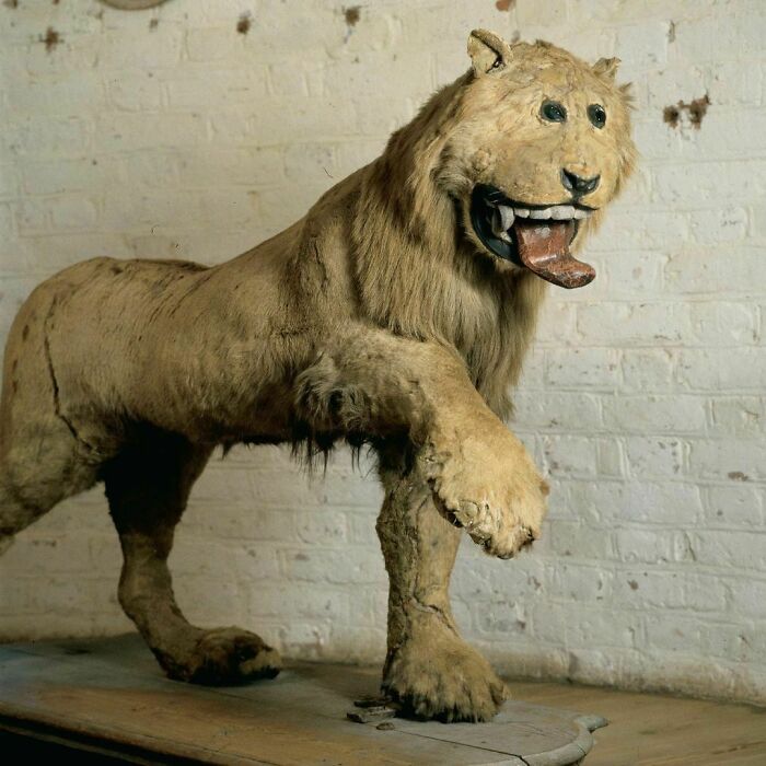Em 1731, o rei Frederico I, da Suécia, enviou a um taxidermista seu leão favorito que havia morrido e foi isso que recebeu de volta. O tal leão ainda está em exibição até hoje no castelo de Gripsholm, antiga residência real e agora um museu em Mariefred, Sodermanland, Suécia.
