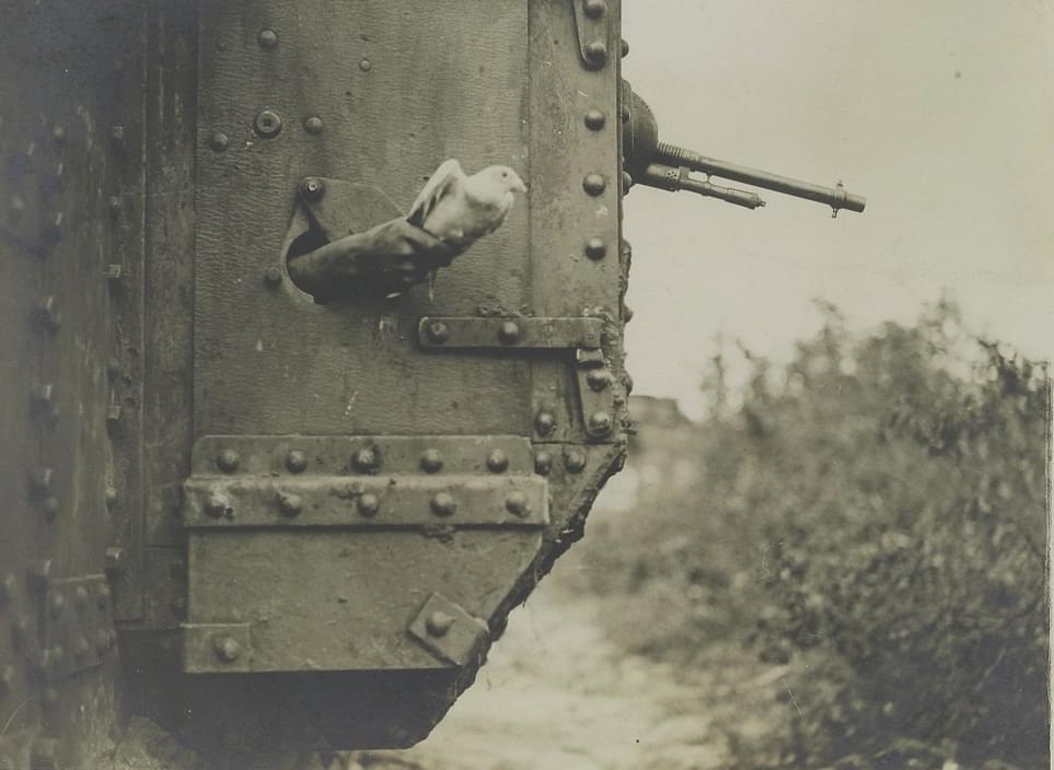 Pombo-correio sendo libertado de uma vigia na lateral de um tanque britânico perto de Albert, durante a batalha de Amiens, 9 de agosto de 1918.