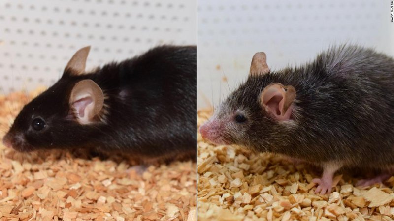 Estes camundongos são irmãos, nascidos da mesma ninhada. Cientistas do Escola de Medicina de Harvard dizem que foram capazes de reverter o envelhecimento usando proteínas que podem transformar uma célula adulta em uma célula-tronco. O objetivo é fazer o mesmo com humanos.