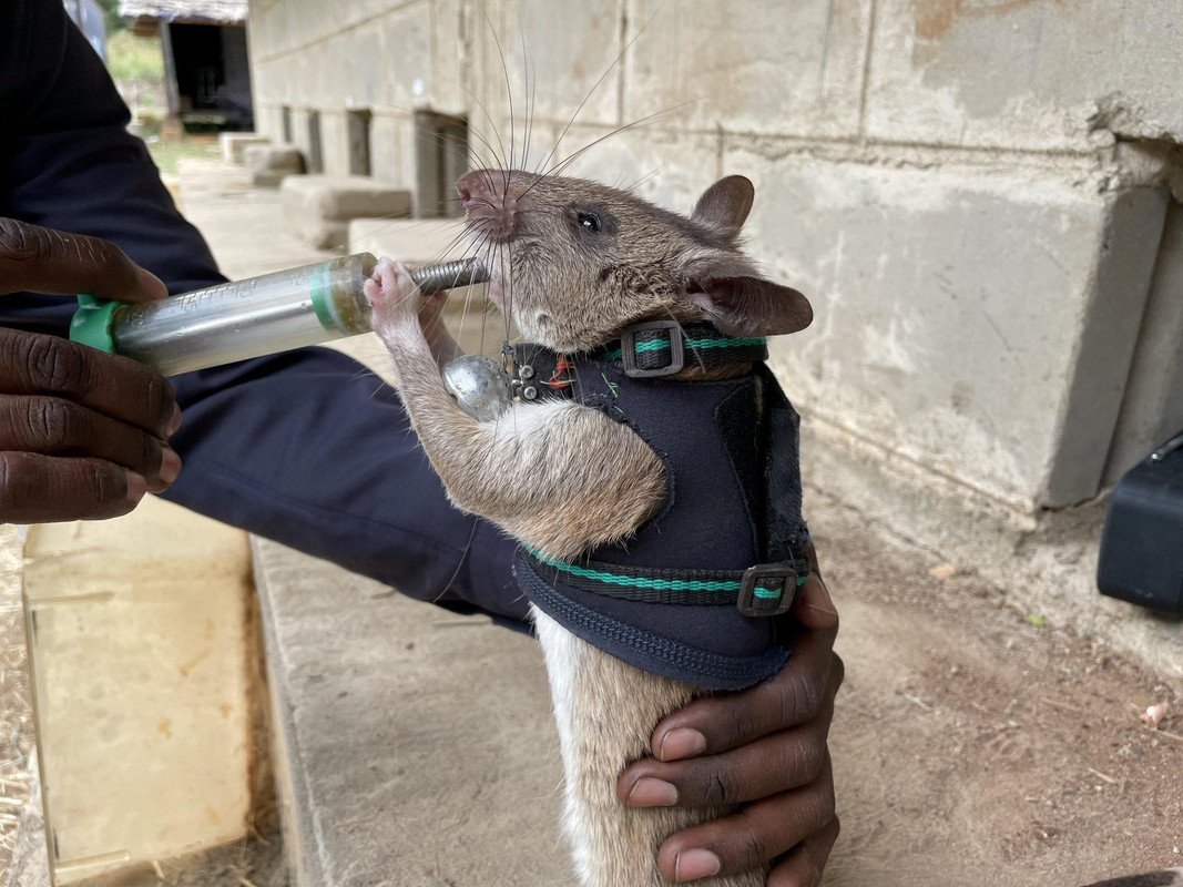 Em Glasgow, na Escócia, ratos como este estão sendo treinados para usar mochilas minúsculas para que possam resgatar sobreviventes de terremotos presos em escombros.