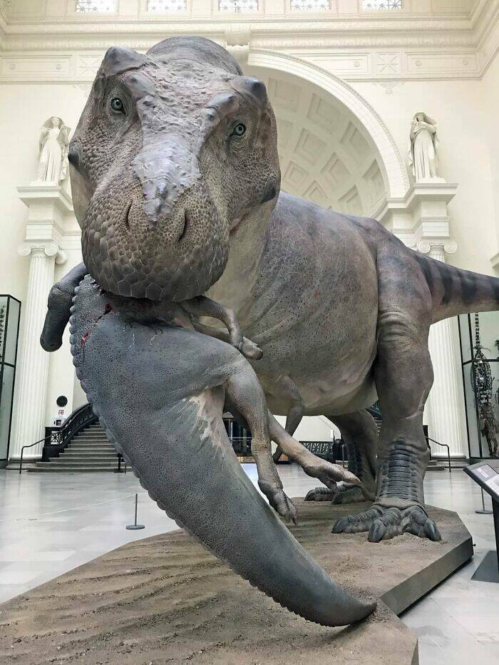 Reconstituição de ataque de T.Rex, museu Field, em Chicago