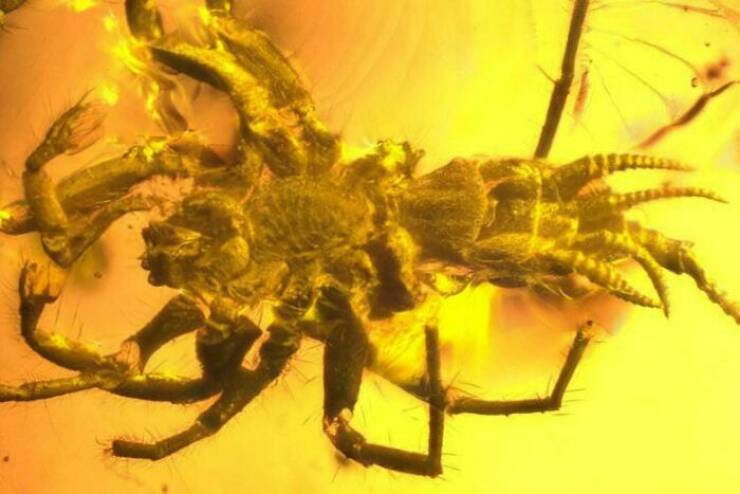 Aracnídeos pré-históricos semelhantes a aranhas encontrados preservados em âmbar