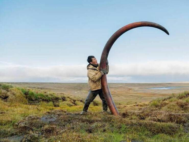 Imagine o quão grande esse mamute deve ter sido. Essa presa foi encontrada na Sibéria
