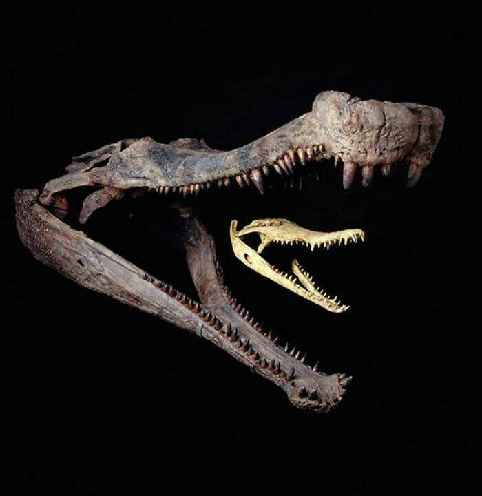 Crânio de um Sarcosuchus em comparação com um crocodilo do Nilo