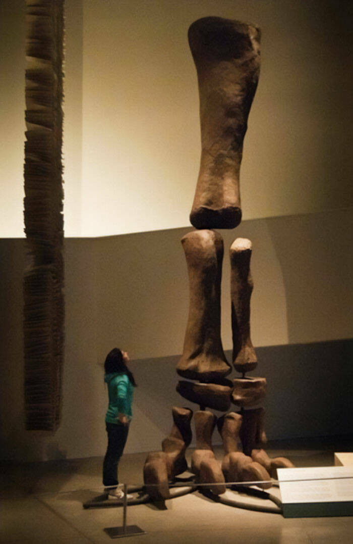 Estes ossos gigantes eram de um argentinossauro