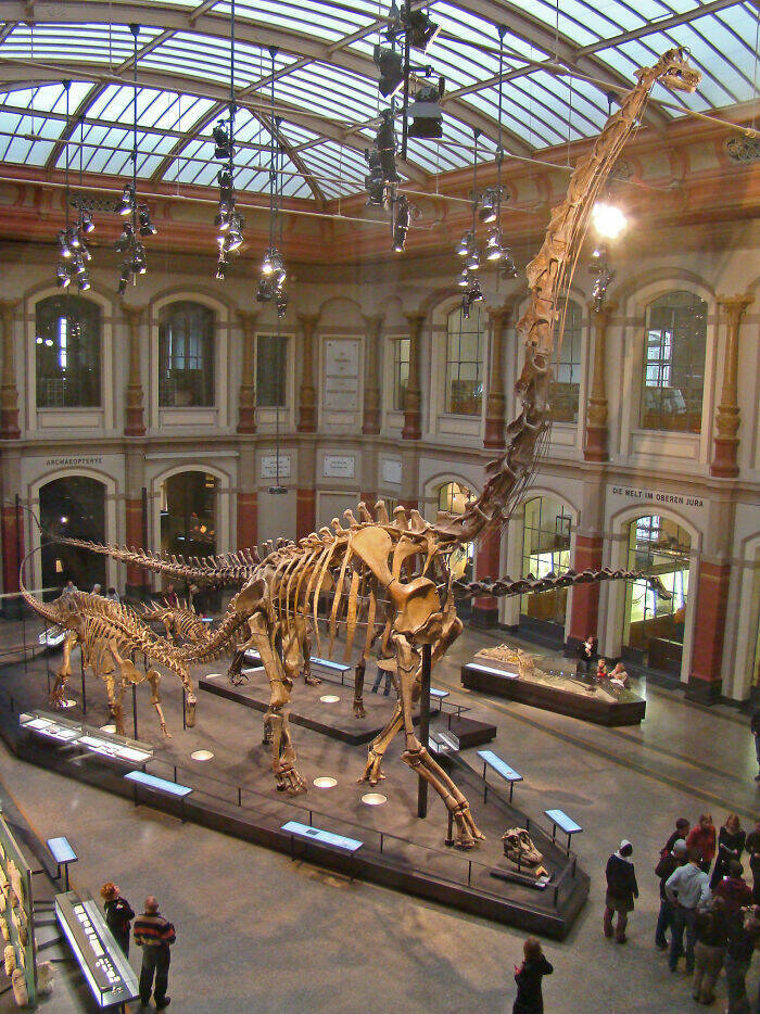 Esqueleto de Brachiosaurus