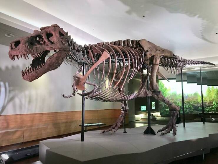 Sue é o maior T.Rex encontrado até agora, com 90% do esqueleto completo