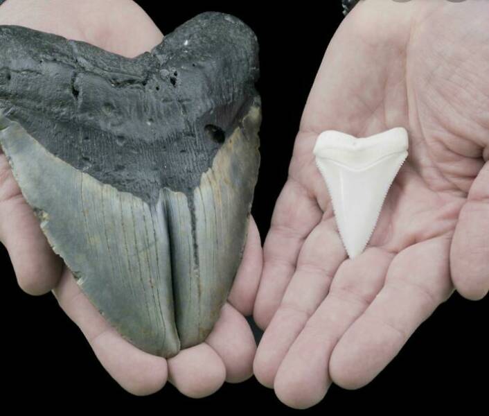 Dente de Megalodon comparado com o de um tubarão branco
