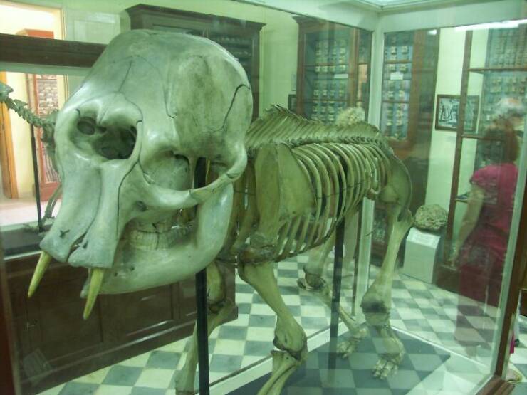 Mamute anão cretense. É possível que seu crânio tenha sido a origem dos mitos sobre o ciclope nos tempos antigos